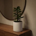 ZZ Drawft plant in white ceramic cylindrical planter with matching saucer
