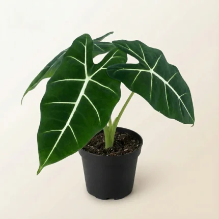 Alocasia Frydeck