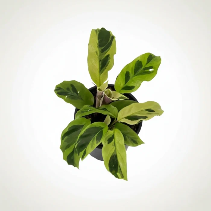 Calathea Thai Beauty