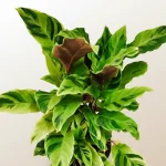 Calathea Thai Beauty