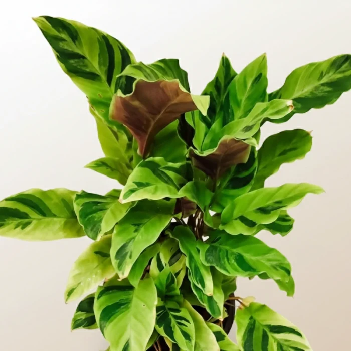 Calathea Thai Beauty