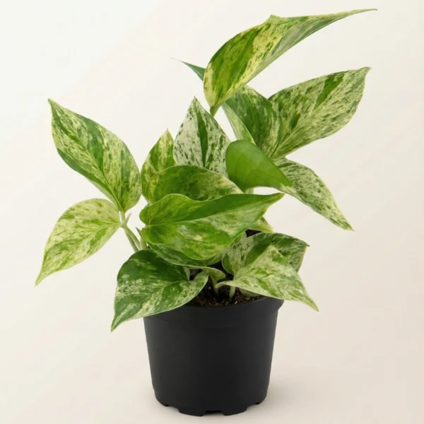 Marble Queen Pothos