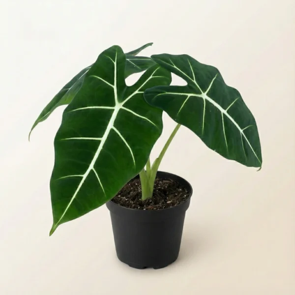 Alocasia Frydeck