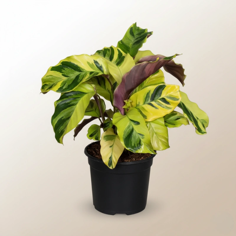 Calathea Thai Beauty