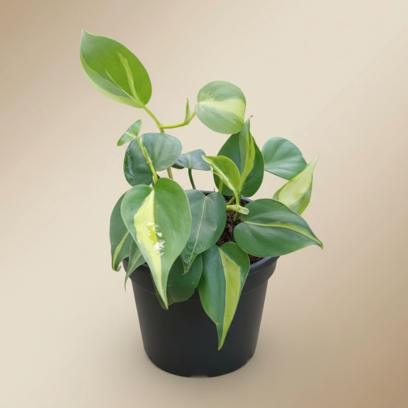 Philodendron Brasil