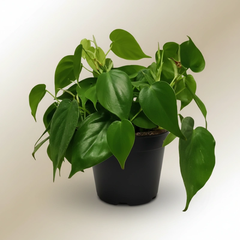 Philodendron Scandens