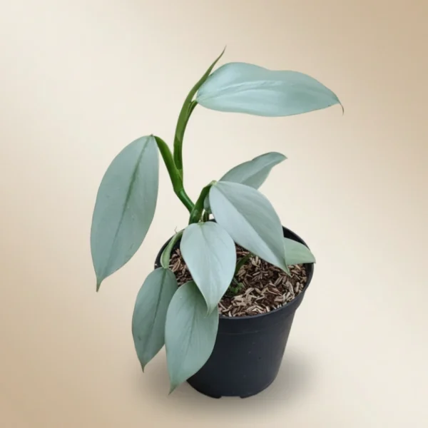 Philodendron silver sword